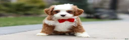 Cavapoo dogs for sale: Little Bear - Ad 10