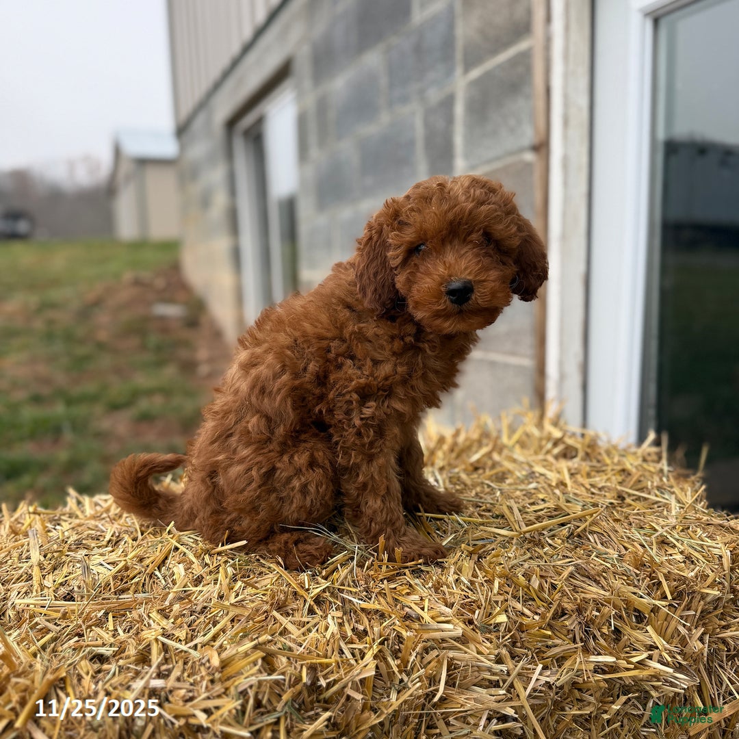 Irish Doodle dogs for sale: Fancy - Ad 2