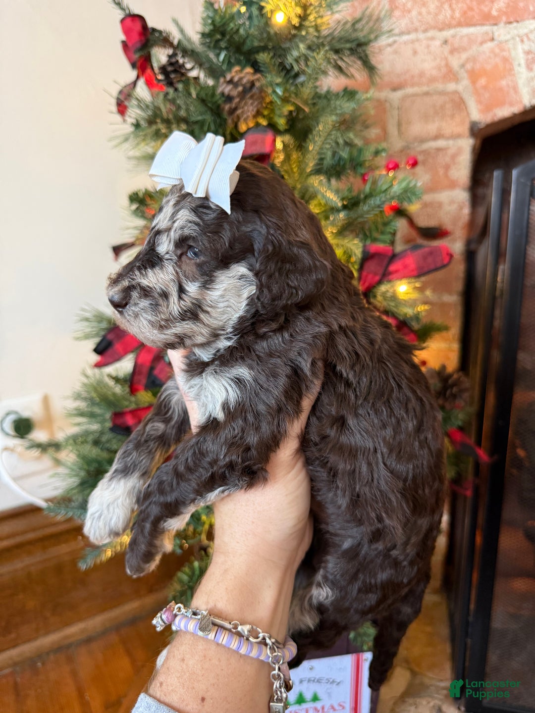 Mixed Breed dogs for sale: Pearl - Ad 5