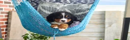 Bernese Mountain Dog dogs for sale: Bailey - Ad 9