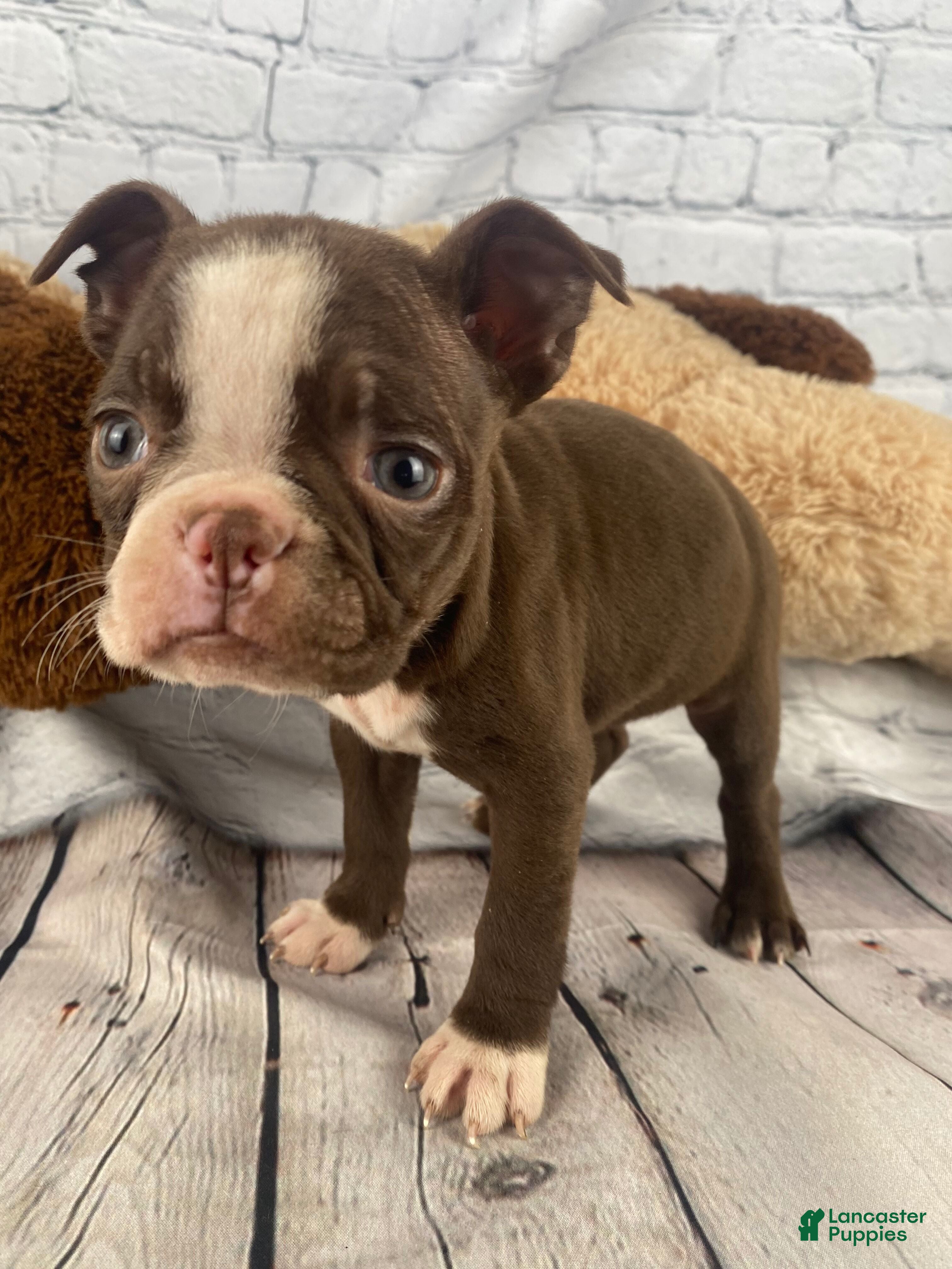 Boston Terrier dogs Lily - Ad 1