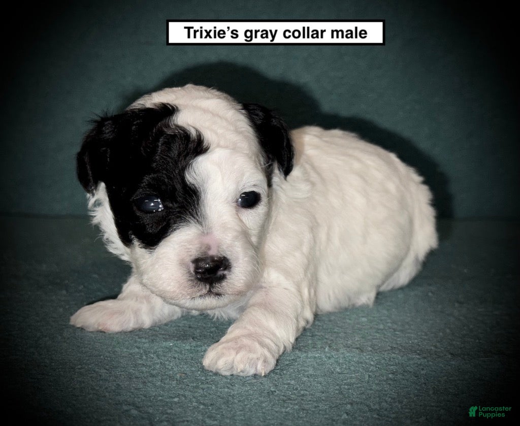 Toy Poodle dogs AKC Trixie's Grey Collar Male - Ad 22