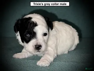 Toy Poodle dogs AKC Trixie's Grey Collar Male - Ad 22
