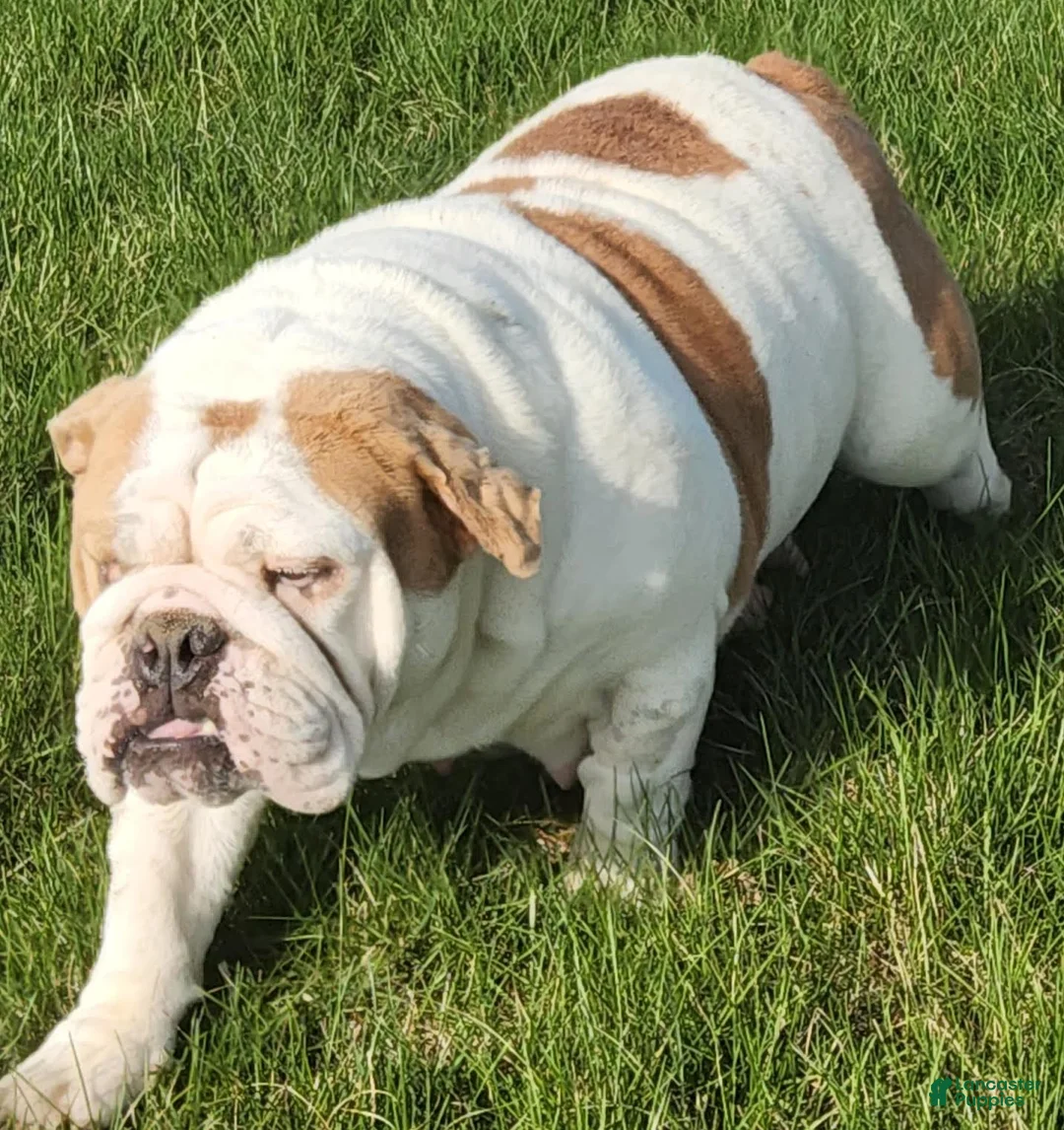 English Bulldog dogs for sale: Octavia English Bulldog Puppy  - Ad 2