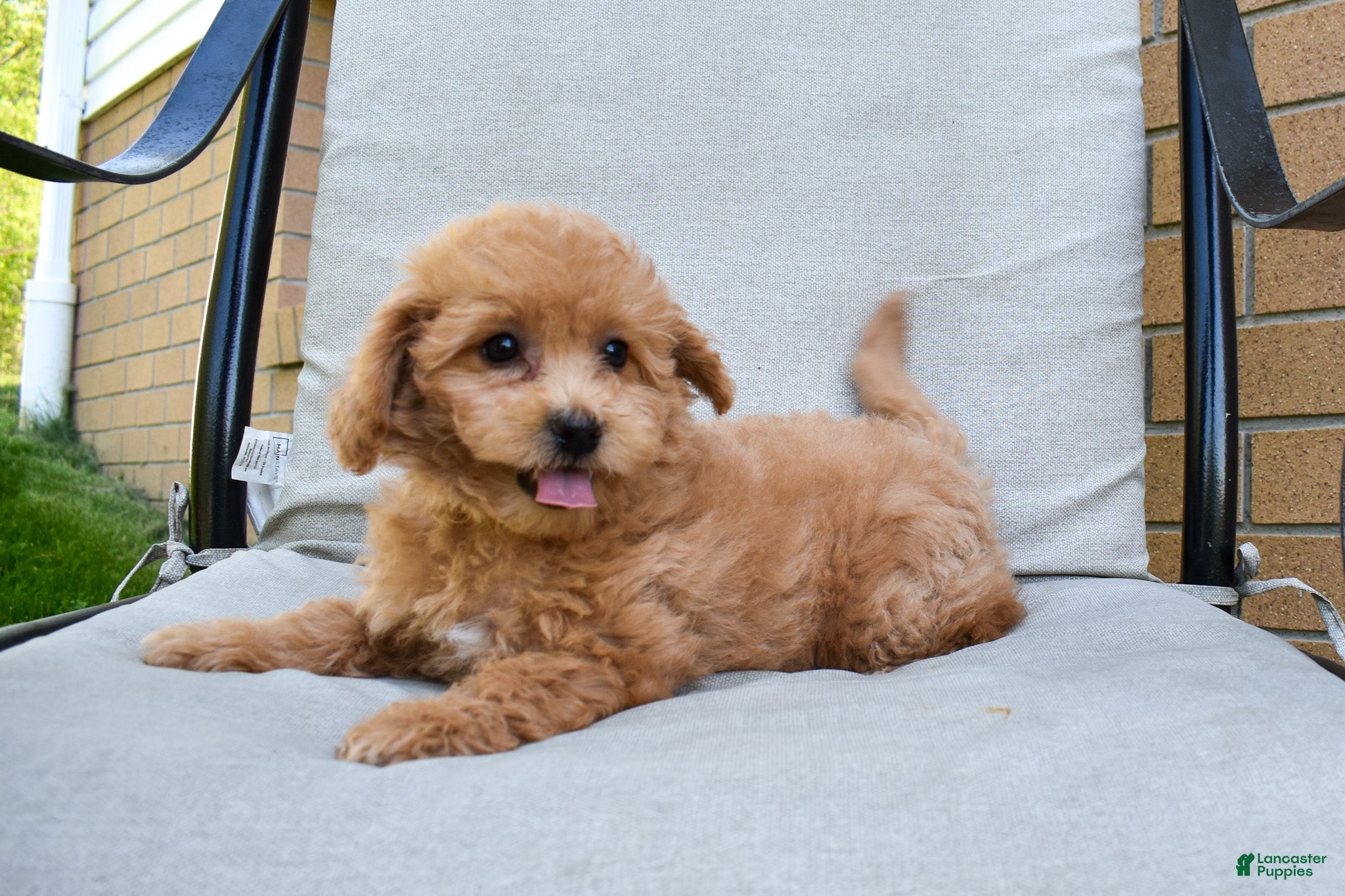 Bichpoo dogs Kenzie 🐶💖 - Ad 1