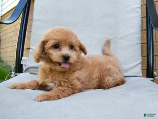 Bichpoo dogs for sale: Kenzie 🐶💖 - Ad 3