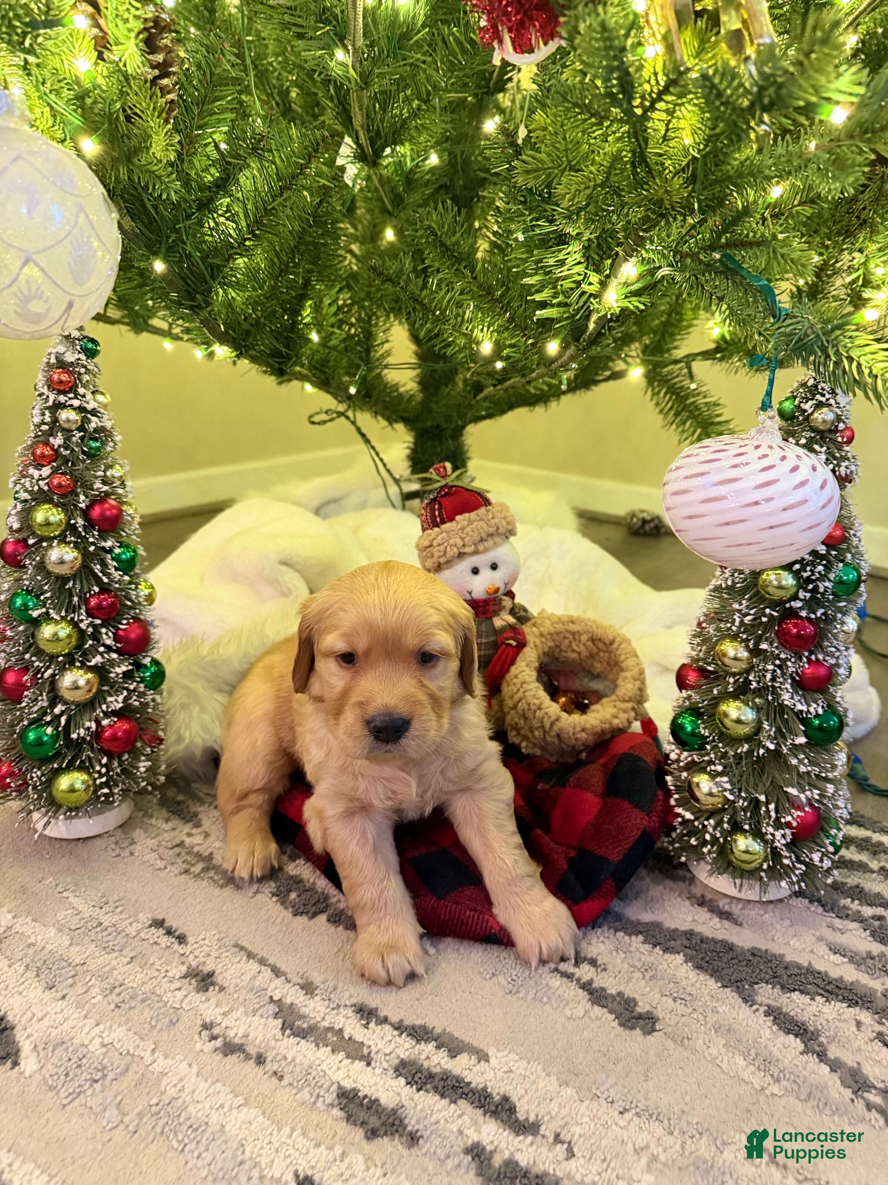 Golden Retriever dogs Golden Retriever Puppy 3 - Ad 37