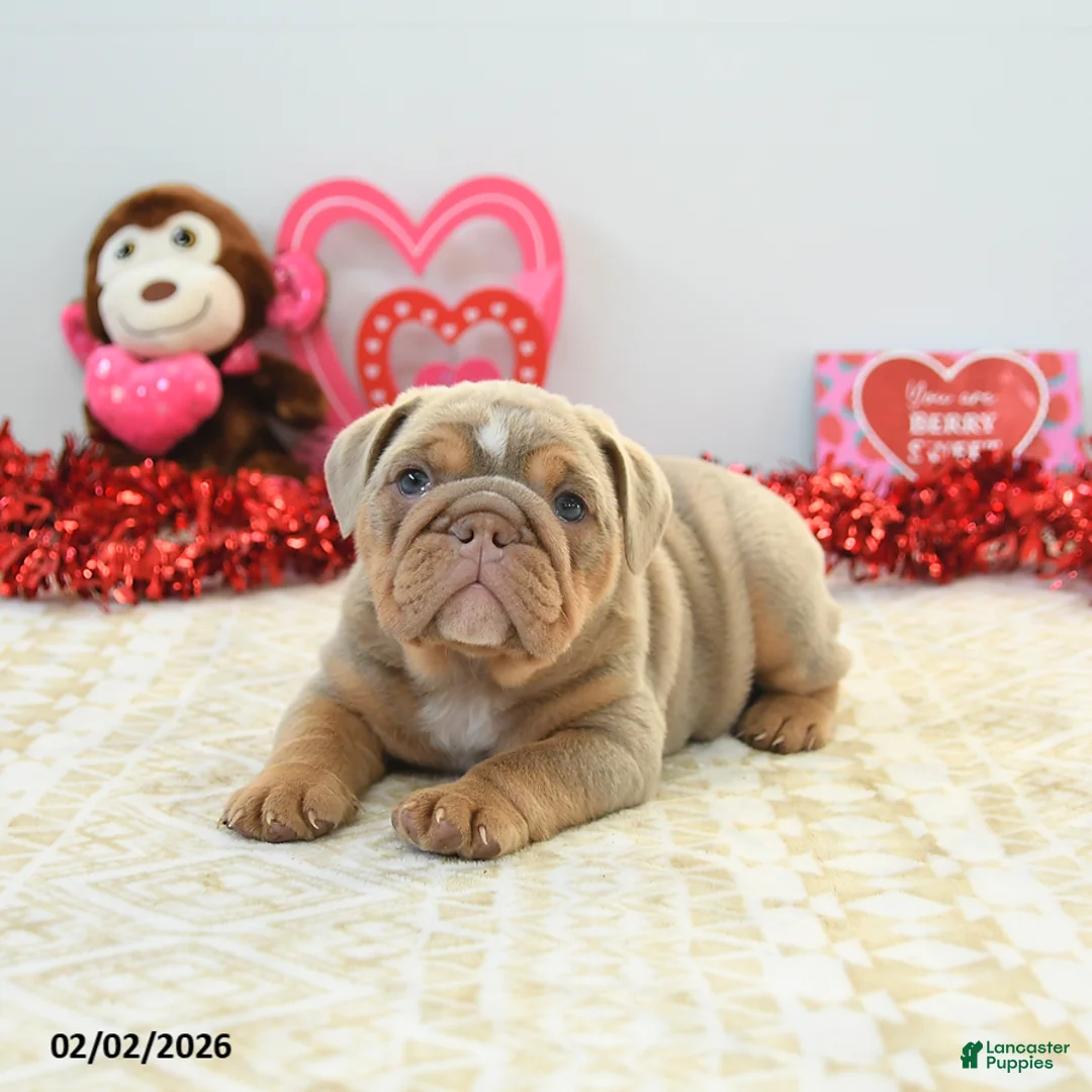 English Bulldog dogs for sale: Rambo - Ad 3