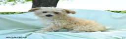 Toy Poodle dogs for sale: Percy - Ad 8