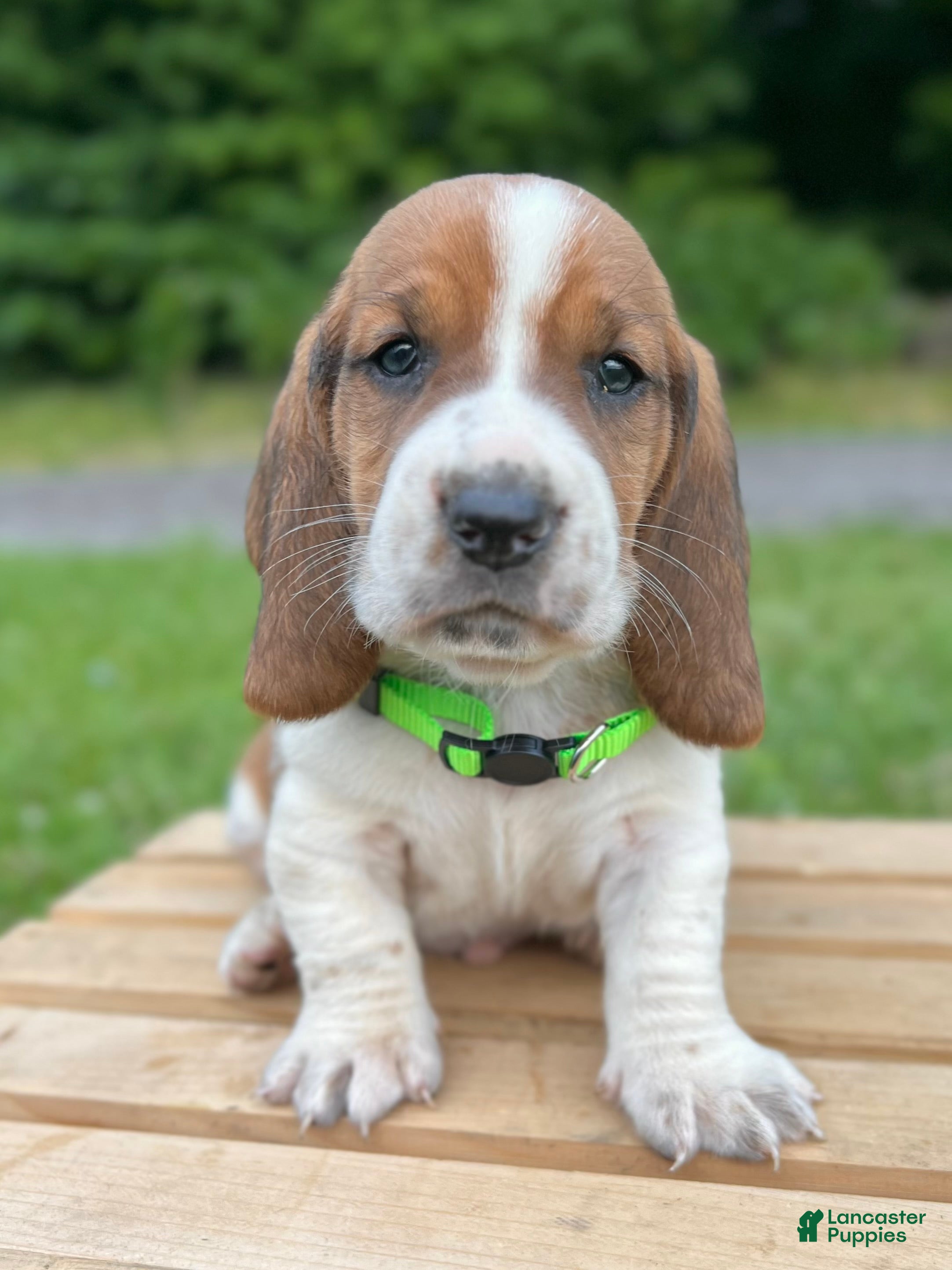 Basset Hound dogs Oliver - Ad 1