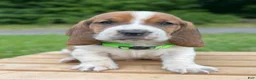 Basset Hound dogs for sale: Oliver - Ad 1