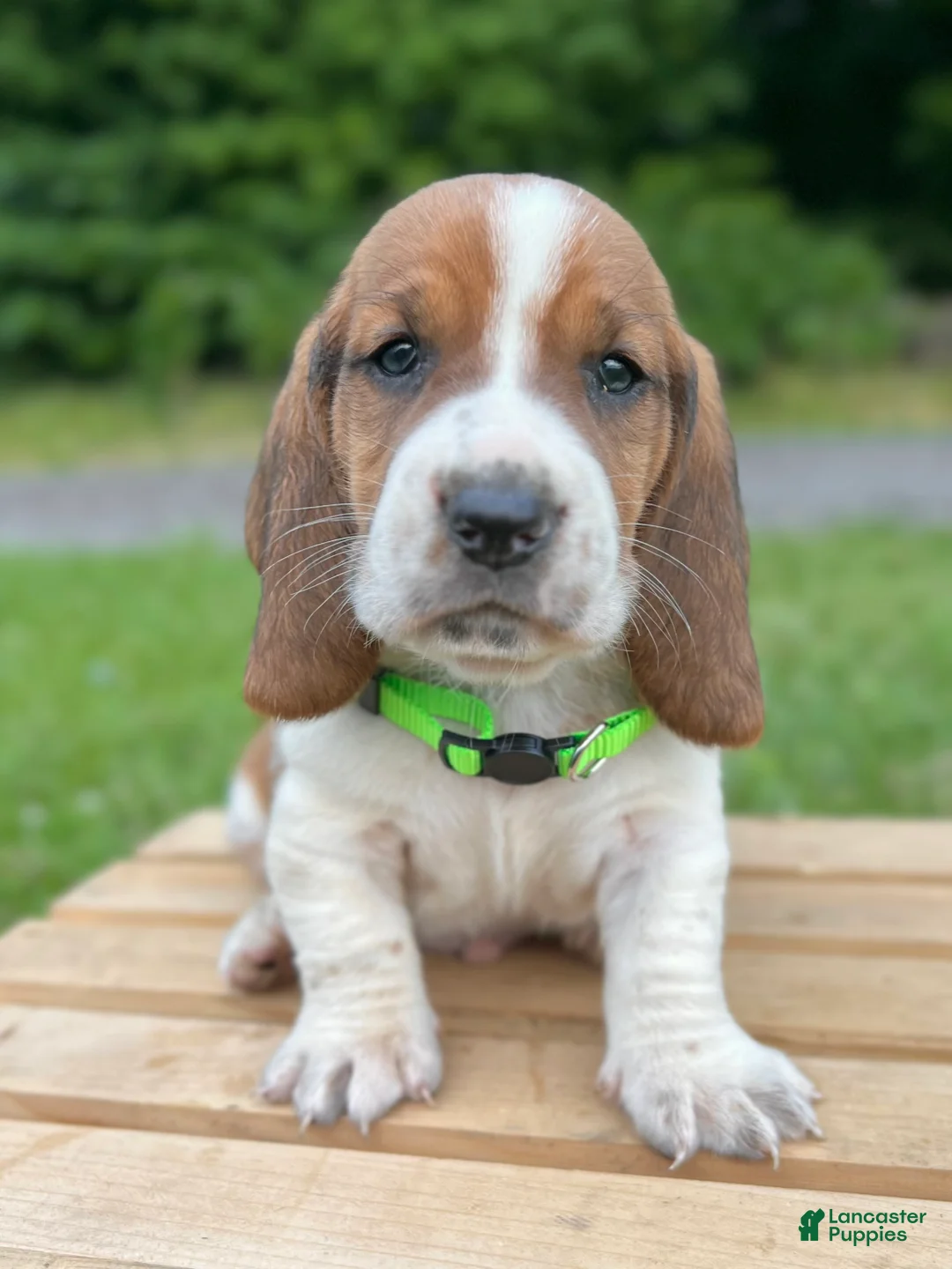 Basset Hound dogs for sale: Oliver - Ad 1