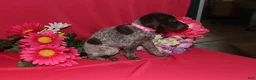 German Shorthaired Pointer dogs for sale: Gina - Ad 3