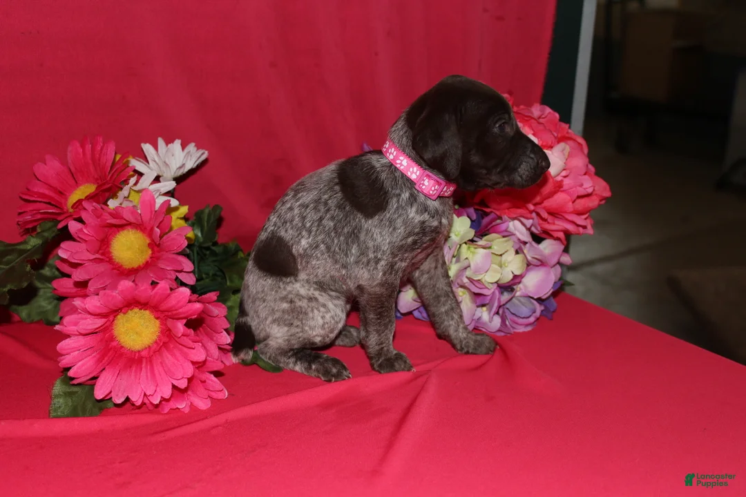 German Shorthaired Pointer dogs for sale: Gina - Ad 3