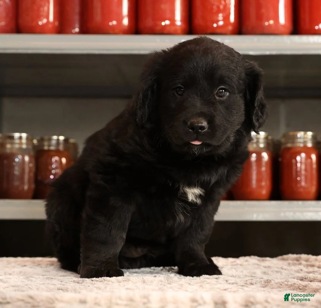 Mini Goldendoodle dogs for sale: Kendall - Ad 2