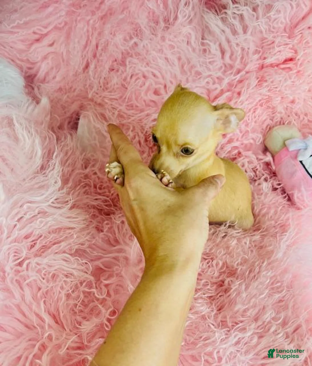 Chihuahua dogs for sale: Chihuahua Puppy 1 - Ad 1