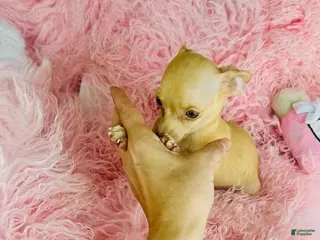 Chihuahua dogs Chihuahua Puppy 1 - Ad 15