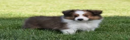 Shetland Sheepdog dogs for sale: Nico - Ad 2