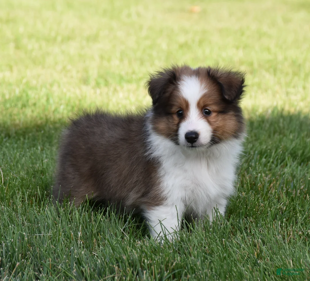 Shetland Sheepdog dogs for sale: Nico - Ad 2