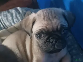 Pug dogs Pug Puppy 2 - Ad 38