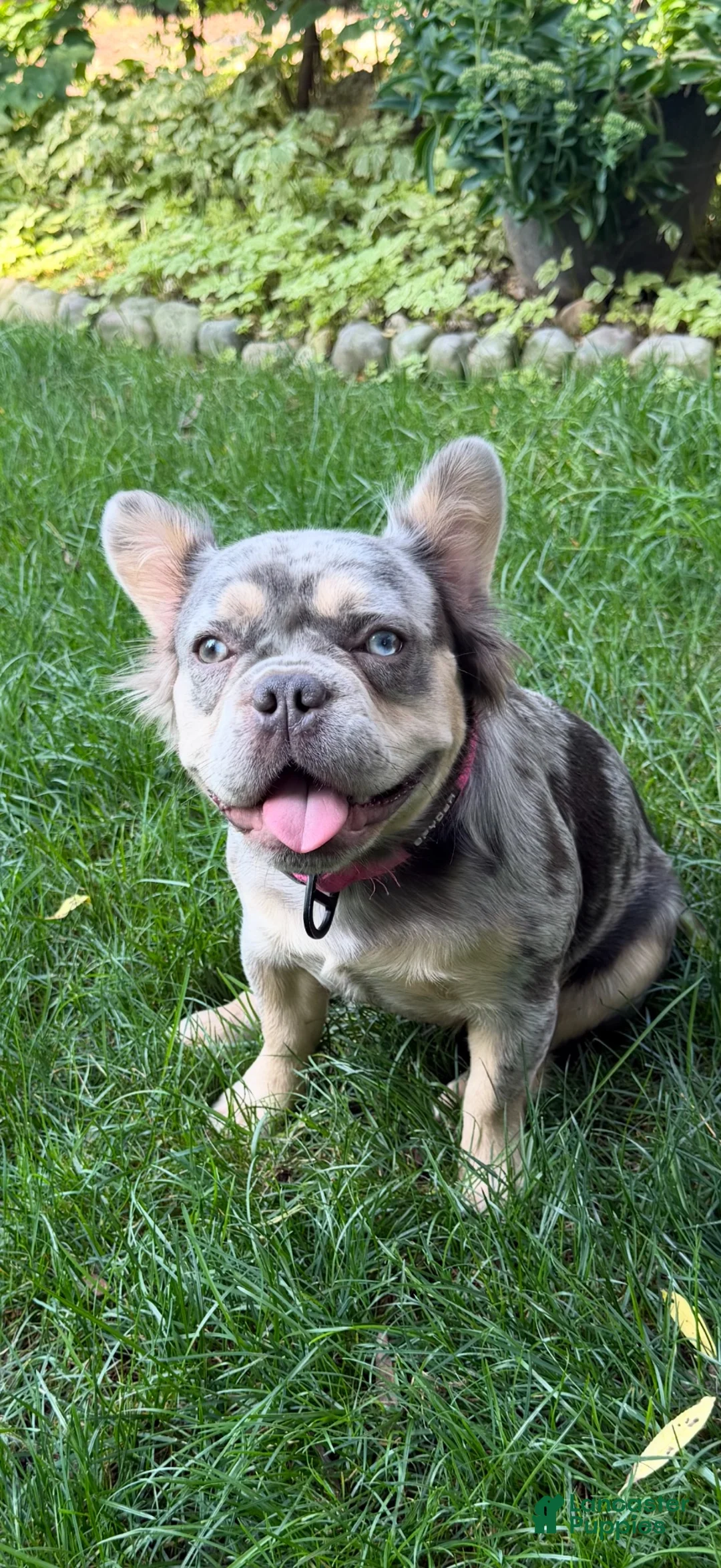 French Bulldog dogs for sale: Luna  - Ad 2