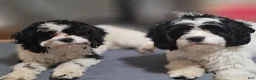 Cavapoo dogs for sale: Cavapoo 1 - Ad 7