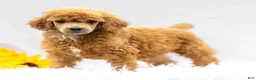 Standard Poodle dogs for sale: Mary - Ad 4