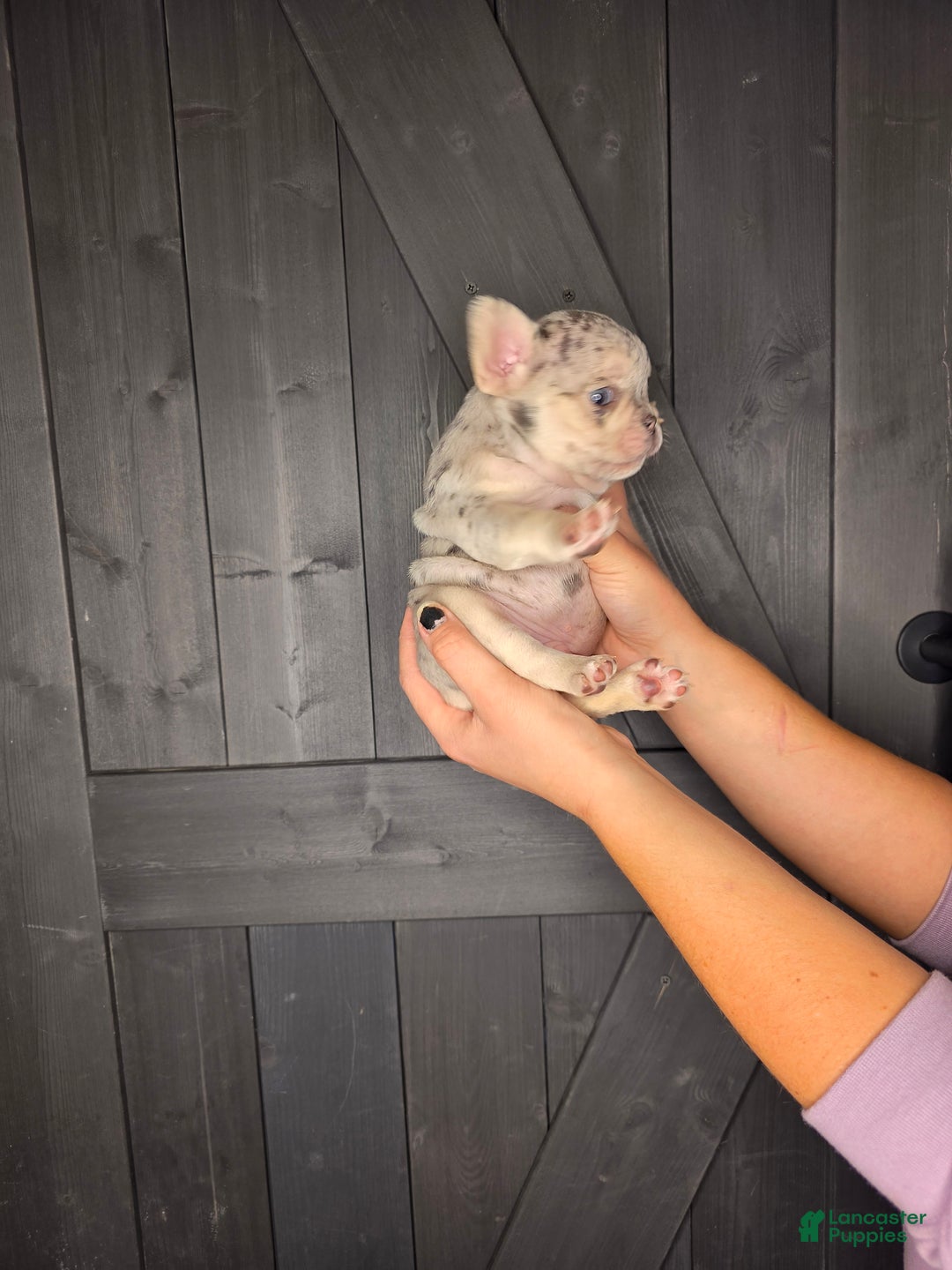 French Bulldog dogs for sale: French Bulldog Puppy 2 - Ad 4