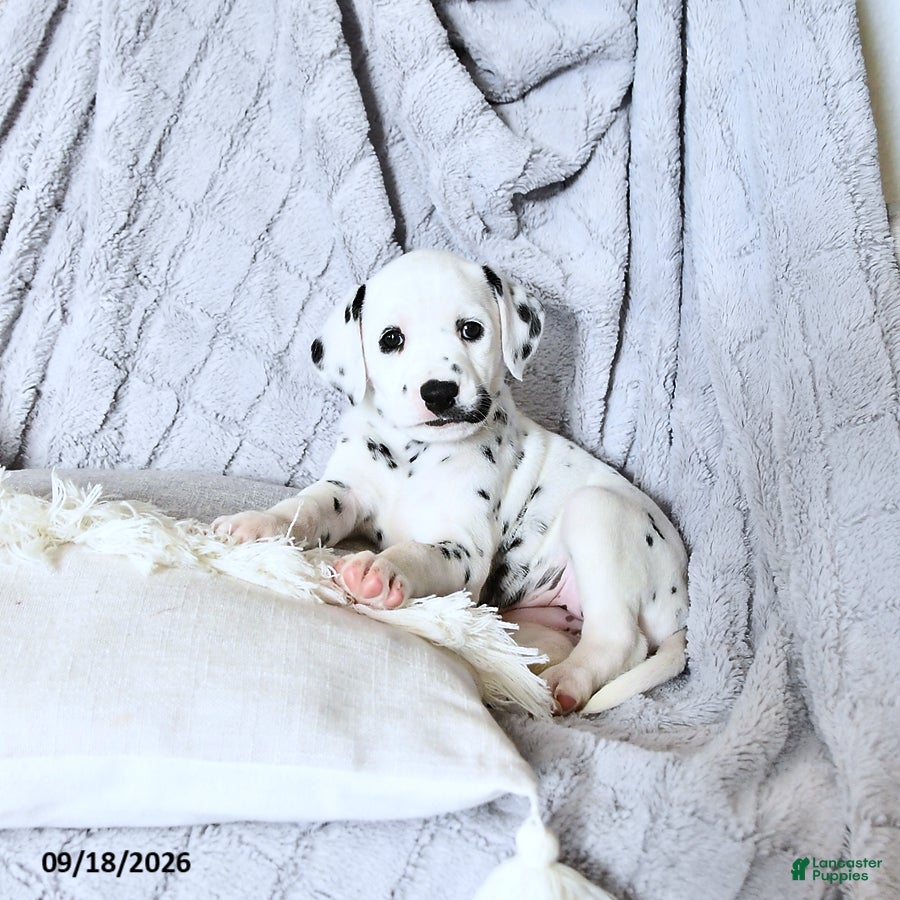 Dalmatian dogs Reba - Ad 2
