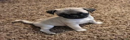 Pug dogs for sale: Pipsqueak - Ad 1
