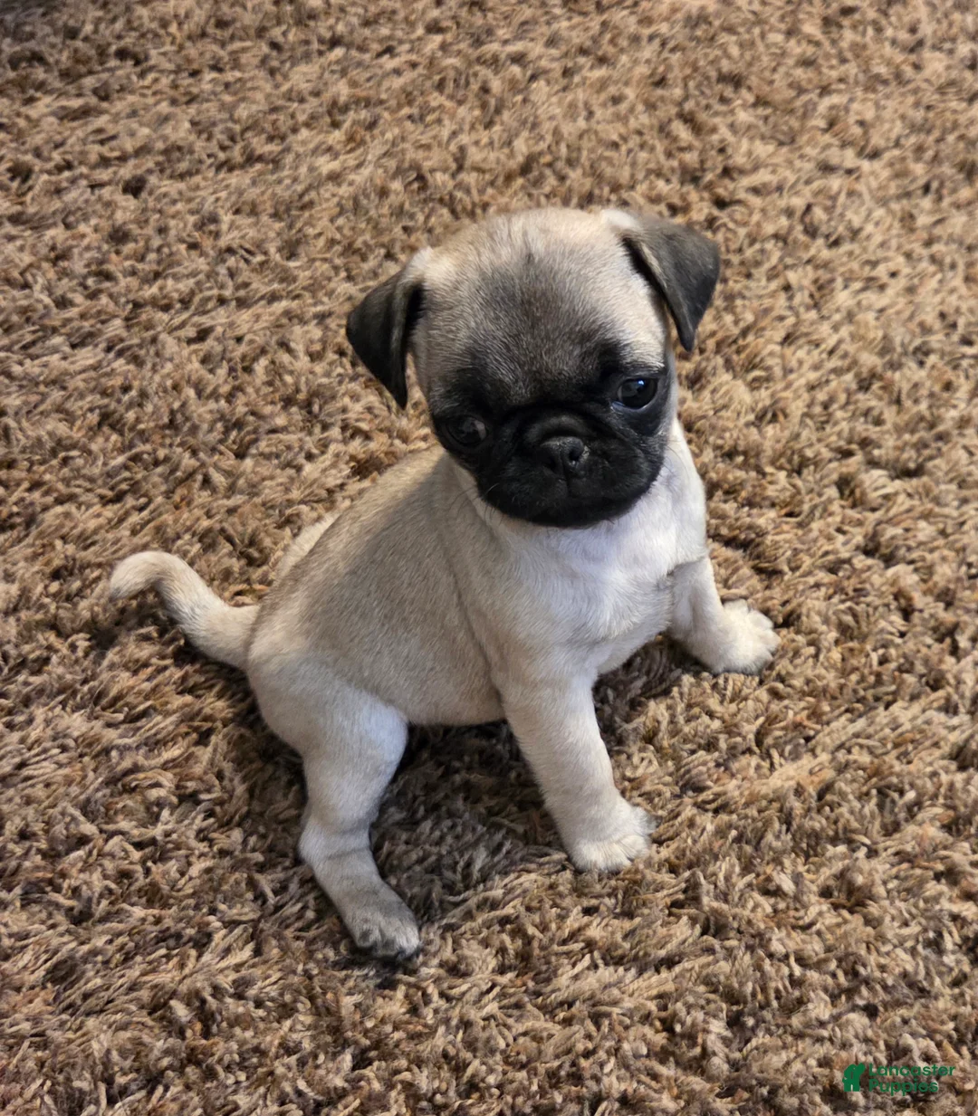 Pug dogs for sale: Pipsqueak - Ad 1