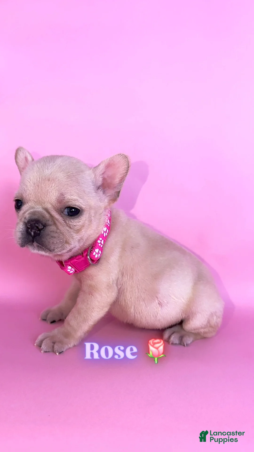 French Bulldog dogs for sale: Rose🌹🐾 - Ad 2