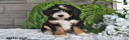Mini Bernedoodle dogs for sale: Snickers - Ad 4