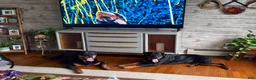 Rottweiler dogs for sale: Rottweiler 1 - Ad 6