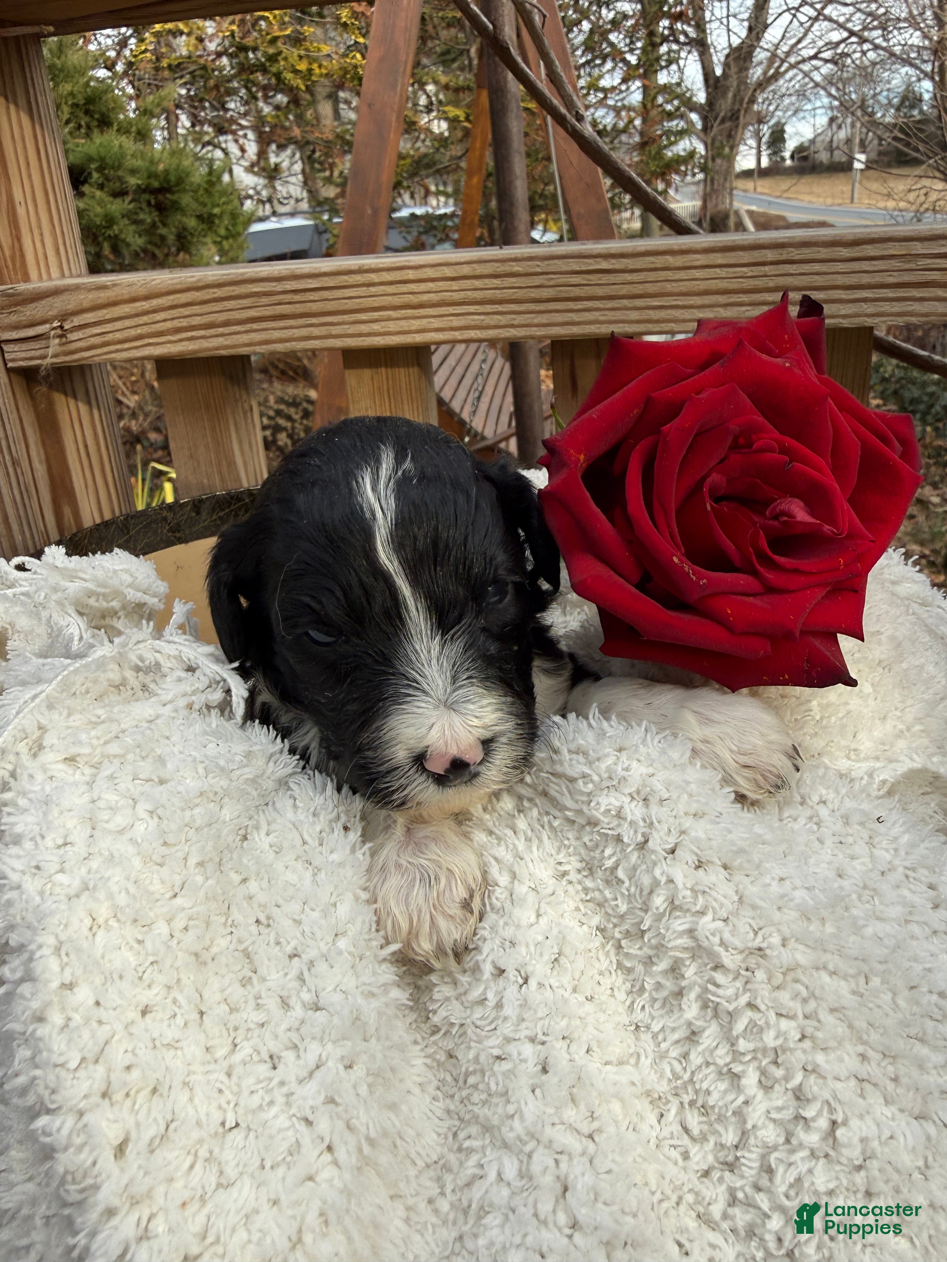 Mixed Breed dogs Diamont - Ad 26