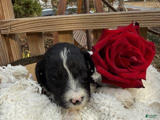 Mixed Breed dogs Diamont - Ad 26