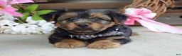 Yorkshire Terrier dogs for sale: Marshall - Ad 2