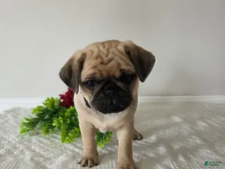 Puggle dogs for sale: Star - Ad 4