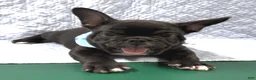 Mixed Breed dogs for sale: Bingo - Ad 3