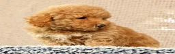 Havapoo dogs for sale: Hugh - Ad 9