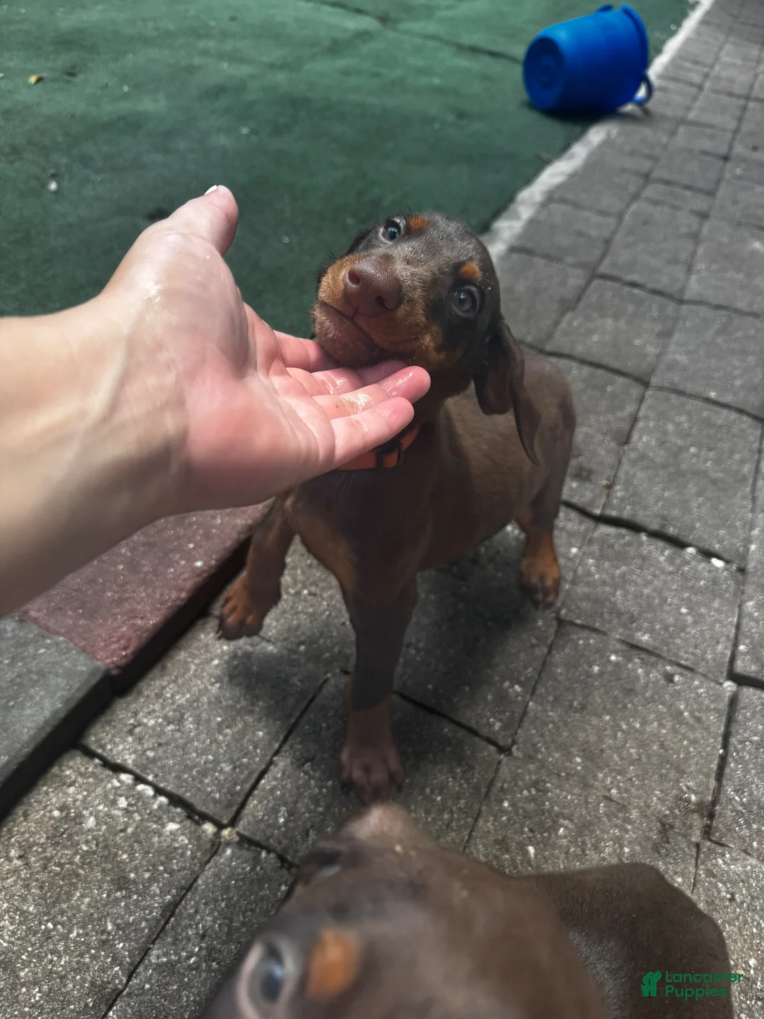 Doberman Pinscher dogs for sale: Doberman Pinscher Orange collar - Ad 1