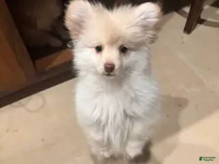 Mixed Breed dogs for sale: Mixed Breed Puppy 1 - Ad 2