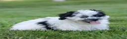 Teddy Bear dogs for sale: Oreo Teddy Bear Puppy  - Ad 3