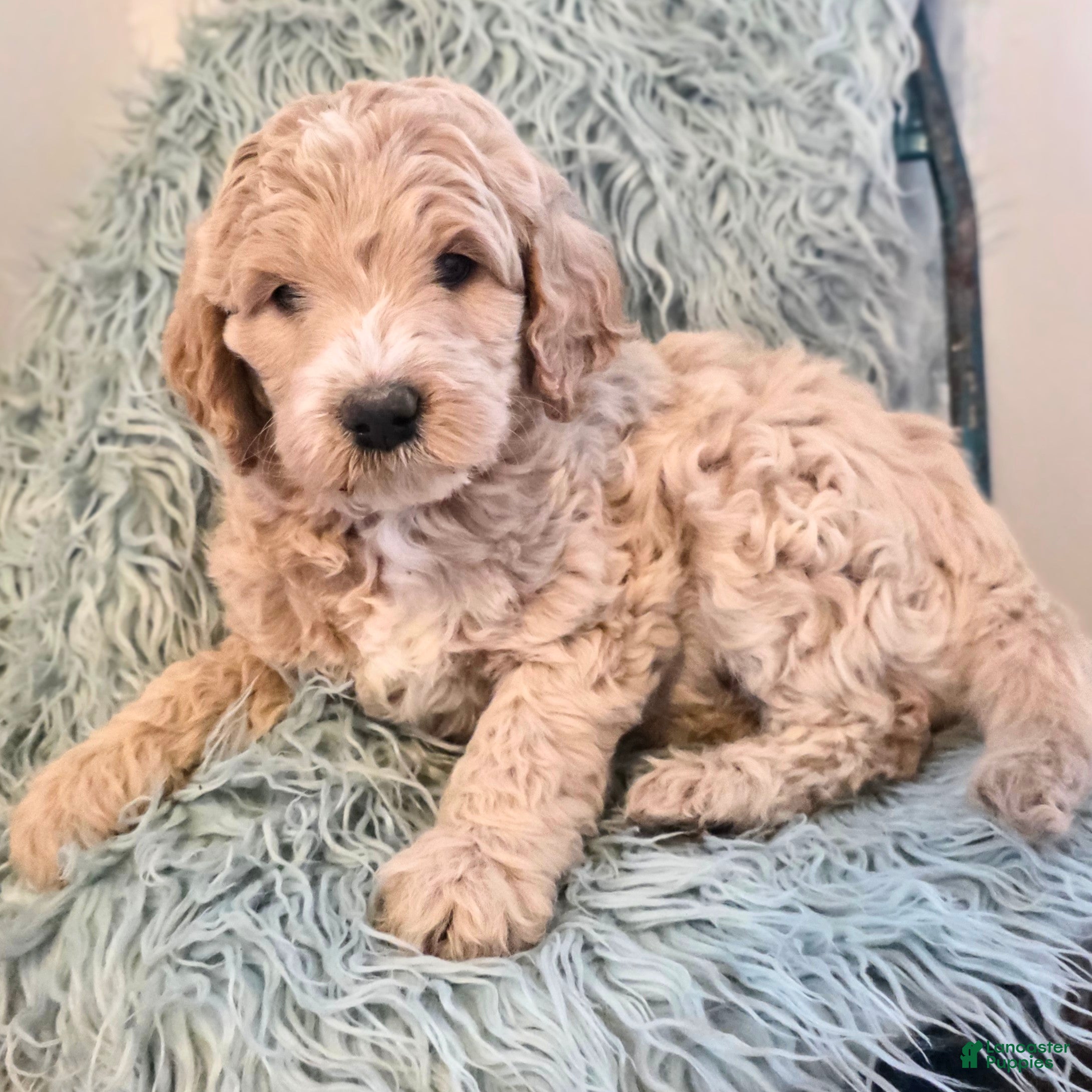 Mini Goldendoodle dogs Birch - Ad 1