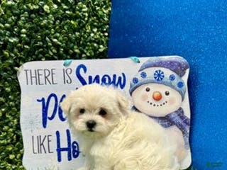 Maltese dogs Maltese Puppy 1 - Ad 24