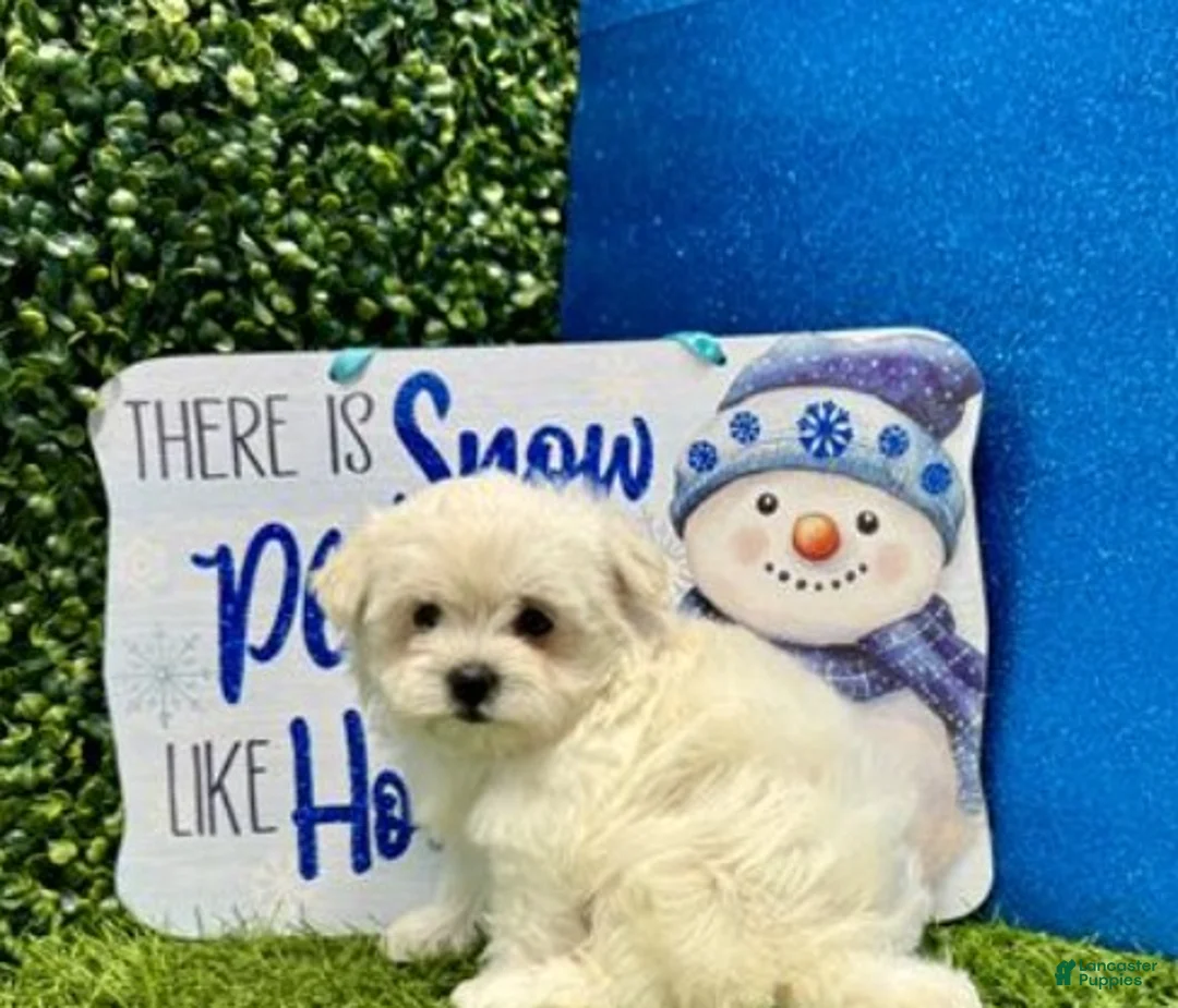 Maltese dogs for sale: Maltese Puppy 1 - Ad 1