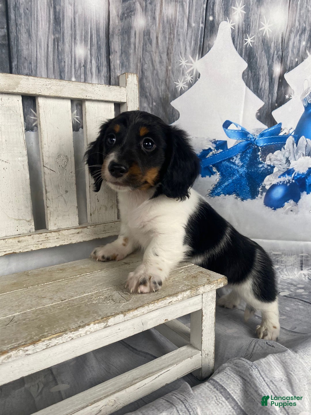 Miniature Dachshund dogs for sale: Benny - Ad 14