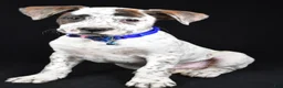 Boxer dogs for sale: Rascal Boxer mix - Ad 5