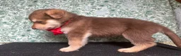 German Shepherd dogs for sale:  Cedar - Ad 6