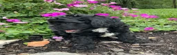 Cavapoo dogs for sale: King - Ad 4
